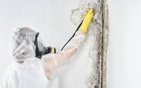 Best Mold Damage Restoration  in Sachse, TX